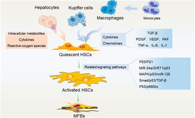 The role of p53 in liver fibrosis